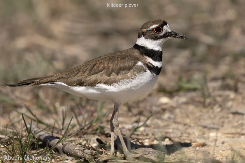 killdeer plover
